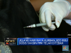 Jelang Idul Adha, 800 Ribu Dosis Vaksin PMK Sudah Disebar
