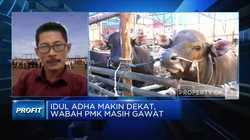 Jelang Idul Adha, Harga Sapi di Wilayah Wabah PMK Anjlok