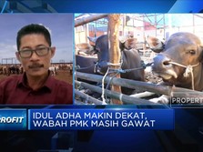 Jelang Idul Adha, Harga Sapi di Wilayah Wabah PMK Anjlok