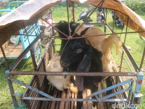 Apa Arti Istilah Kambing Hitam? Begini Asal Usulnya
