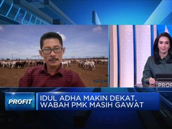 Wabah PMK Makin Gawat, Peternak: Vaksinasi Harga Mati!