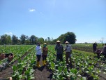 HM Sampoerna Permudah Petani Tembakau Jual Hasil Panen