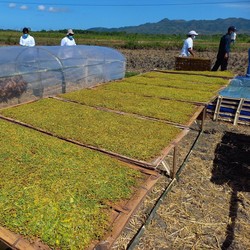 Pupuk Subsidi Dicabut, Petani Tembakau di Wonogiri Menjerit