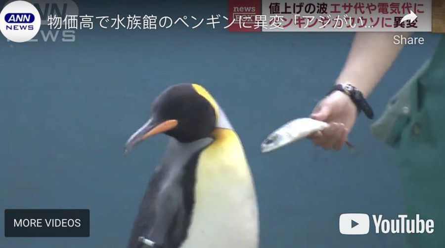 Penguin menolak memakan ikan murah yang diberikan, sebagai dampak dari kenaikan harga di Jepang.