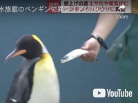 Inflasi Tinggi Hantam Korban Baru, Penguin Mogok Makan