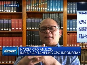 Dilema, Lonjakan Stok Sawit RI Bikin Harga CPO Anjlok