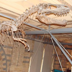 Lelang Dinosaurus di New York Bikin Ilmuwan Marah, Kenapa?