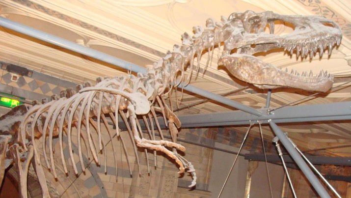 Penampang fosil Gorgosaurus libratus di Museum Sejarah Alam di London