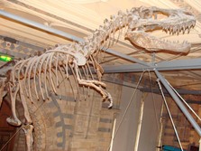 Fosil Dinosaurus Laku Terjual Rp90 Miliar, Ini Bentuknya