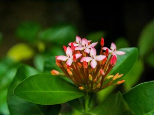10 Rekomendasi Tanaman untuk Pagar Rumah: Cantik, Sejuk, dan Mudah Dirawat