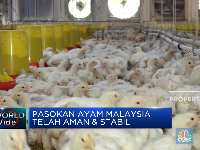 Pasokan Stabil, Malaysia Tak Lagi Krisis Ayam