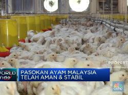 Pasokan Stabil, Malaysia Tak Lagi Krisis Ayam