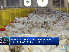 Pasokan Stabil, Malaysia Tak Lagi Krisis Ayam