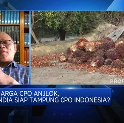 PASPI: Stok CPO Melimpah, RI Perlu Dorong Penyerapan B30