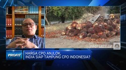 PASPI: Stok CPO Melimpah, RI Perlu Dorong Penyerapan B30
