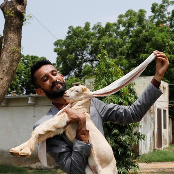 Ini Simba, Bayi Kambing yang Viral Gegara Kupingnya Panjang