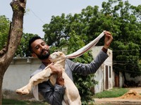 Ini Simba, Bayi Kambing yang Viral Gegara Kupingnya Panjang