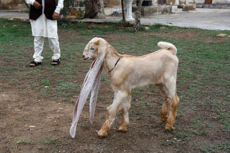 PAKISTAN-GOAT/ Simba, one month and four days old kid goat with 22-inch long ears, is held by his owner in Karachi, Pakistan July 8, 2022. REUTERS/Akhtar Soomro