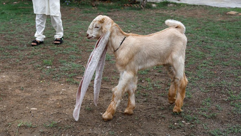 Simba, one month and four days old kid goat with 22-inch long ears, is held by his owner in Karachi, Pakistan July 8, 2022. REUTERS/Akhtar Soomro