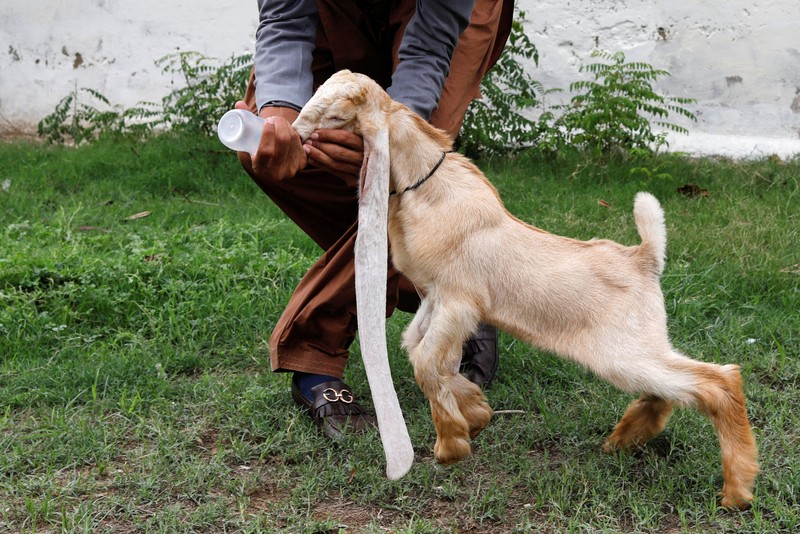 PAKISTAN-GOAT/ Simba, one month and four days old kid goat with 22-inch long ears, is held by his owner in Karachi, Pakistan July 8, 2022. REUTERS/Akhtar Soomro