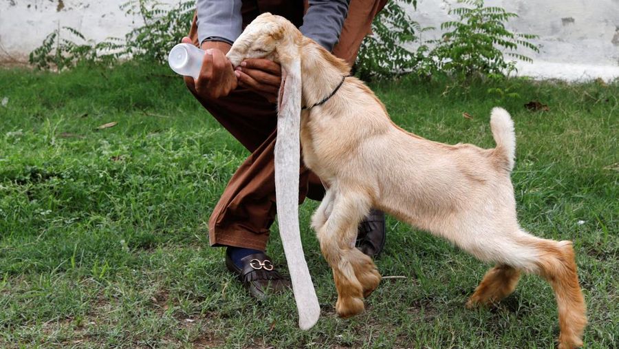 Simba, one month and four days old kid goat with 22-inch long ears, is held by his owner in Karachi, Pakistan July 8, 2022. REUTERS/Akhtar Soomro