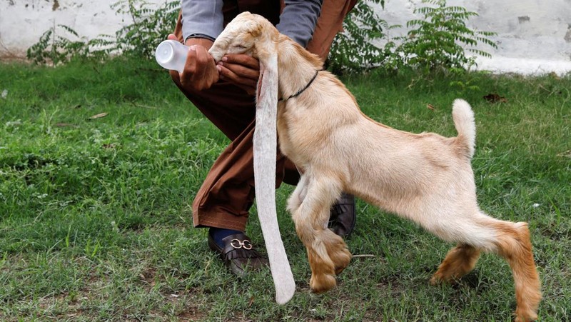 Simba, one month and four days old kid goat with 22-inch long ears, is held by his owner in Karachi, Pakistan July 8, 2022. REUTERS/Akhtar Soomro