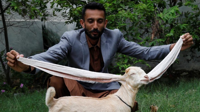 Simba, one month and four days old kid goat with 22-inch long ears, is held by his owner in Karachi, Pakistan July 8, 2022. REUTERS/Akhtar Soomro