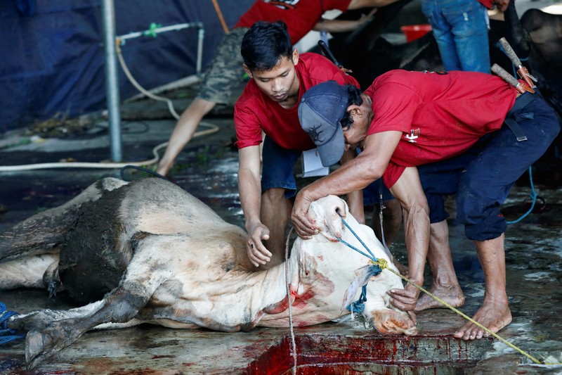 A cow is pictured before being sacrificed for the Muslim holiday of Eid Al-Adha outside a mosque in Jakarta, Indonesia, July 10, 2022. REUTERS/Ajeng Dinar Ulfiana