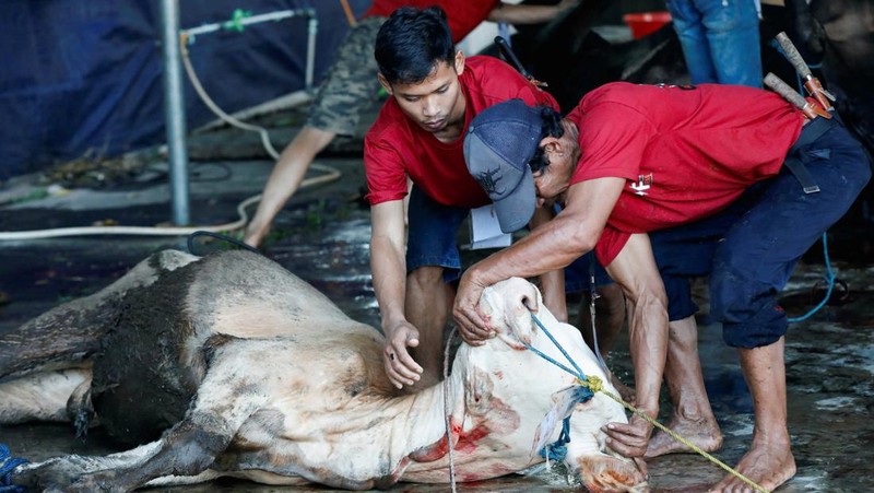 A cow is pictured before being sacrificed for the Muslim holiday of Eid Al-Adha outside a mosque in Jakarta, Indonesia, July 10, 2022. REUTERS/Ajeng Dinar Ulfiana