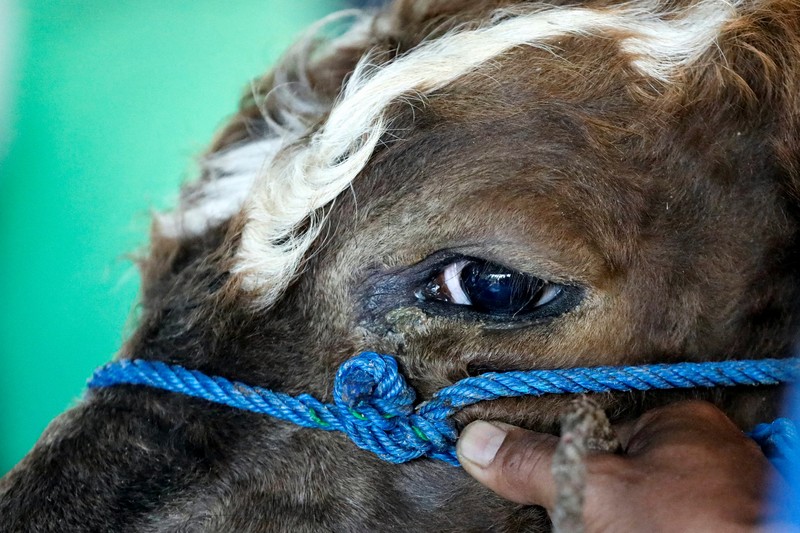 RELIGION-EID/INDONESIA A cow is pictured before being sacrificed for the Muslim holiday of Eid Al-Adha outside a mosque in Jakarta, Indonesia, July 10, 2022. REUTERS/Ajeng Dinar Ulfiana