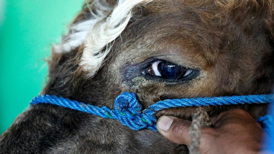 A cow is pictured before being sacrificed for the Muslim holiday of Eid Al-Adha outside a mosque in Jakarta, Indonesia, July 10, 2022. REUTERS/Ajeng Dinar Ulfiana