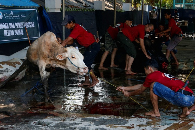 RELIGION-EID/INDONESIA A cow is pictured before being sacrificed for the Muslim holiday of Eid Al-Adha outside a mosque in Jakarta, Indonesia, July 10, 2022. REUTERS/Ajeng Dinar Ulfiana