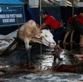 Daging Kambing Vs Daging Sapi, Mana Lebih Tinggi Kolesterolnya?