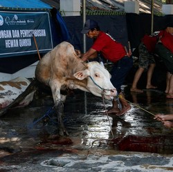 Simak 5 Cara Jitu Agar Daging Kurban Idul Adha Tahan Lama