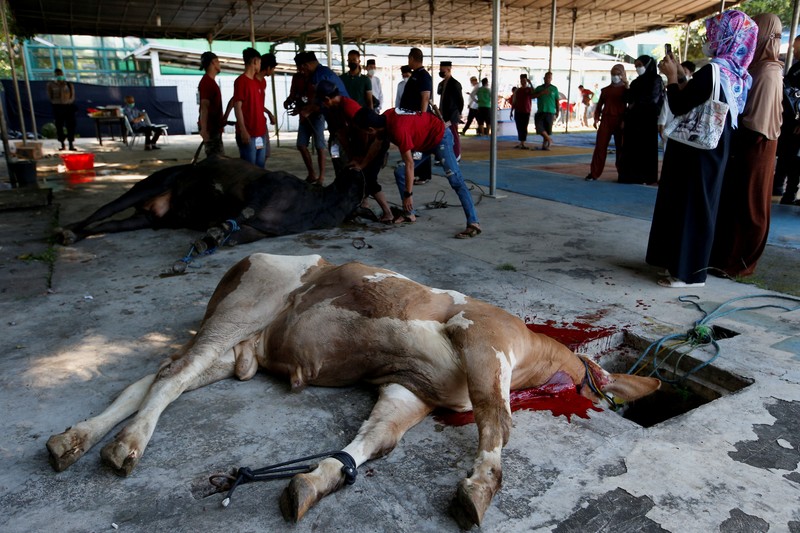 A cow is pictured before being sacrificed for the Muslim holiday of Eid Al-Adha outside a mosque in Jakarta, Indonesia, July 10, 2022. REUTERS/Ajeng Dinar Ulfiana