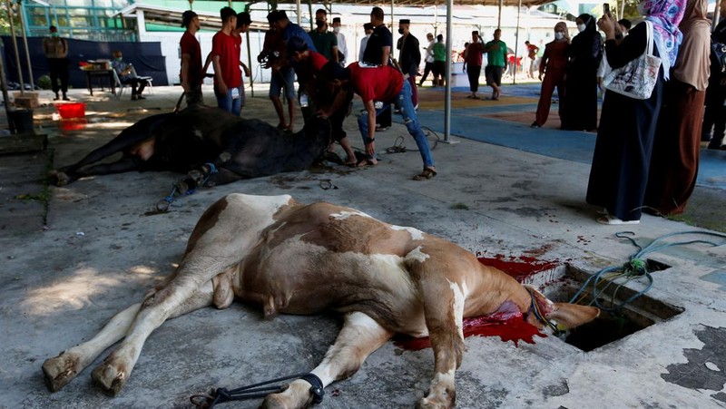 A cow is pictured before being sacrificed for the Muslim holiday of Eid Al-Adha outside a mosque in Jakarta, Indonesia, July 10, 2022. REUTERS/Ajeng Dinar Ulfiana