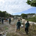 PTBA Salurkan 196 Sapi & 62 Kambing di Idul Adha Tahun Ini
