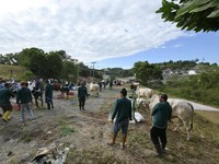 PTBA Salurkan 196 Sapi & 62 Kambing di Idul Adha Tahun Ini