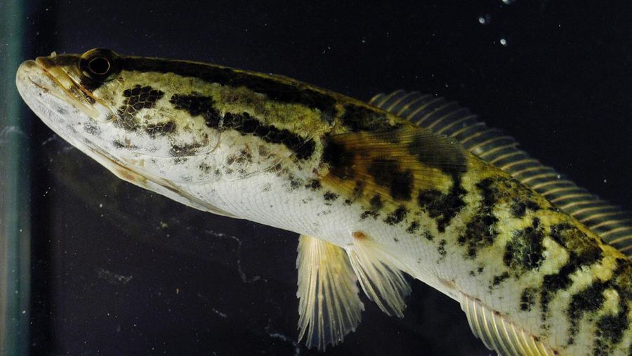PHILADELPHIA - APRIL 28:  A northern snakehead fish swims in a tank at the Academy of Natural Sciences April 28, 2005 in Philadelphia, Pennsylvania. Richard Horwitz, a senior biologist with the Academy of Natural Sciences and his team caught 15 northern snakehead, whose scientific name is Channa Argus, in FDR Park two days ago. The northern snakehead can grow to several feet in size, crawl on land for short distances, and is native to Asia and Africa. Scientists fear the fish, with its voracious appetite, can destroy or severely harm the ecosystem.  (Photo by William Thomas Cain/Getty Images)