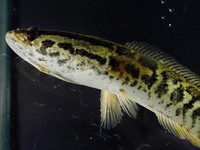 Fakta Channa, Ikan Gabus Hias yang Harganya Setara Motor