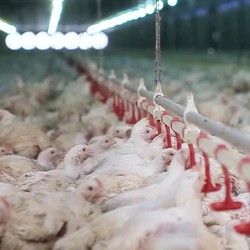 CPIN & JPFA Cetak Laba Besar, Saham-nya Siap Ngegas?