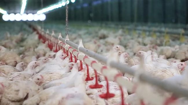CPIN dan JPFA Cetak Laba Besar, Saham-nya Siap Ngegas?