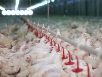 CPIN & JPFA Cetak Laba Besar, Saham-nya Siap Ngegas?