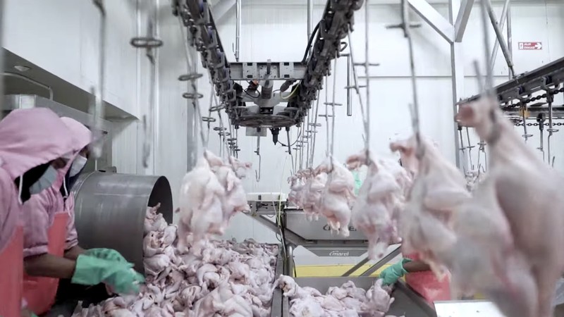 Peternakan Ayam Siap Ekspor (CNBC Indonesia TV) Peternakan Ayam Siap Ekspor (CNBC Indonesia TV)