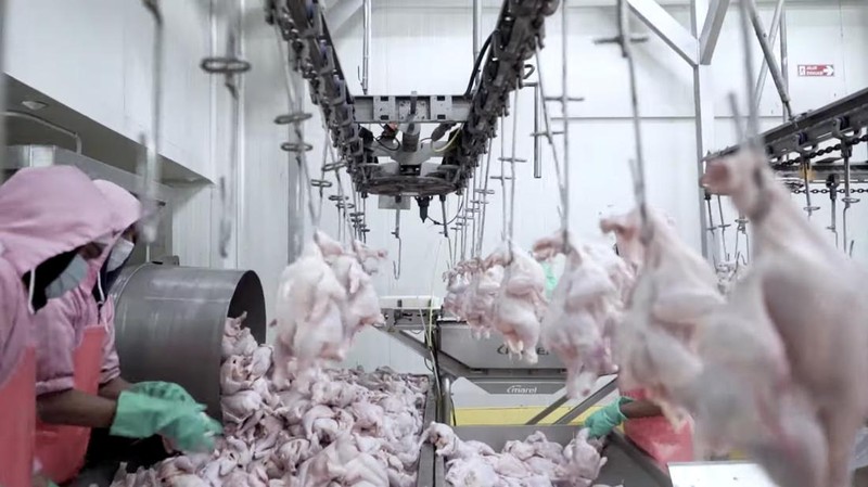 Peternakan Ayam Siap Ekspor (CNBC Indonesia TV)