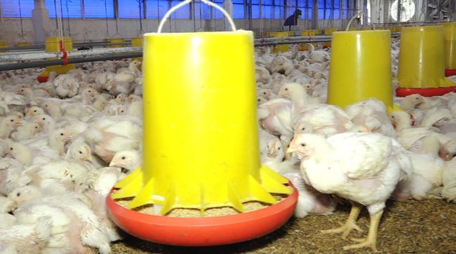 Sebut Ada Salah Paham, Amran Bicara Proyek Peternakan Rp20 T Danantara