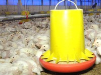 Sebut Ada Salah Paham, Amran Bicara Proyek Peternakan Rp20 T Danantara