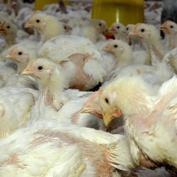 RI Ekspor Ayam Hidup ke Singapura, Saham CPIN-JPFA Ngacir