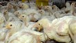 RI Ekspor Ayam Hidup ke Singapura, Saham CPIN-JPFA Ngacir