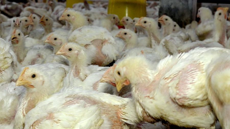 Peternakan Ayam Siap Ekspor (²©²ÊÍøÕ¾ TV)